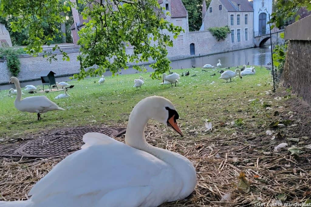 Swans at the Lake of Love, located close by Dukes Academie Brugge