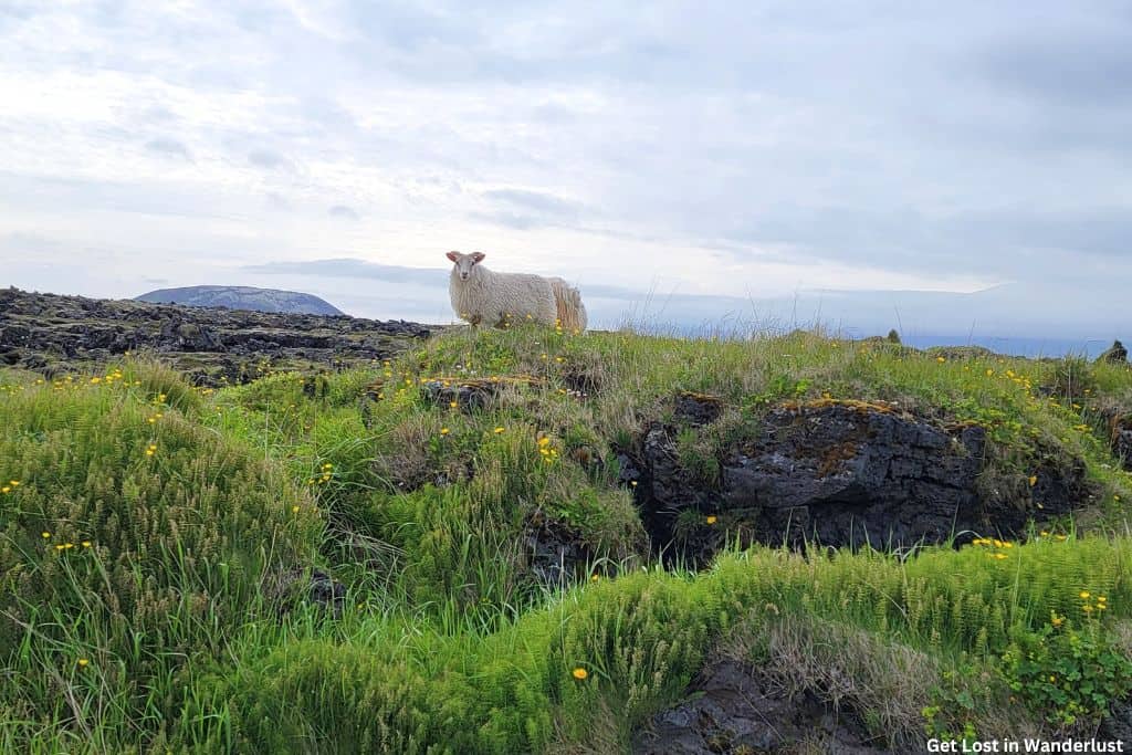 Sheep in Iceland