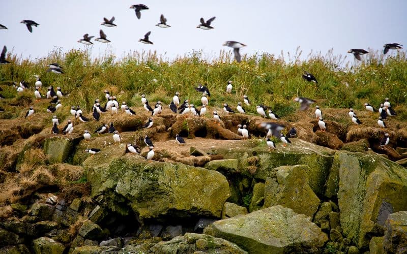 Puffins on a puffin tour in Reykjavik