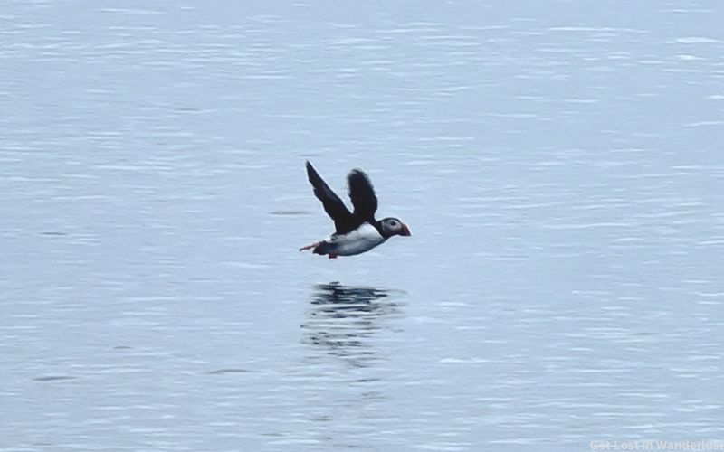 Puffin flying