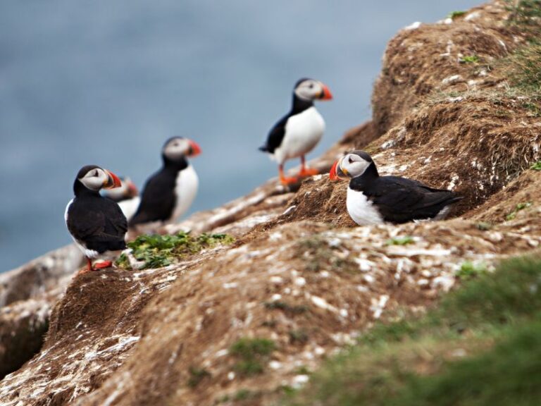 Puffin Tours Reykjavik: The Best 5 Tours for 2024