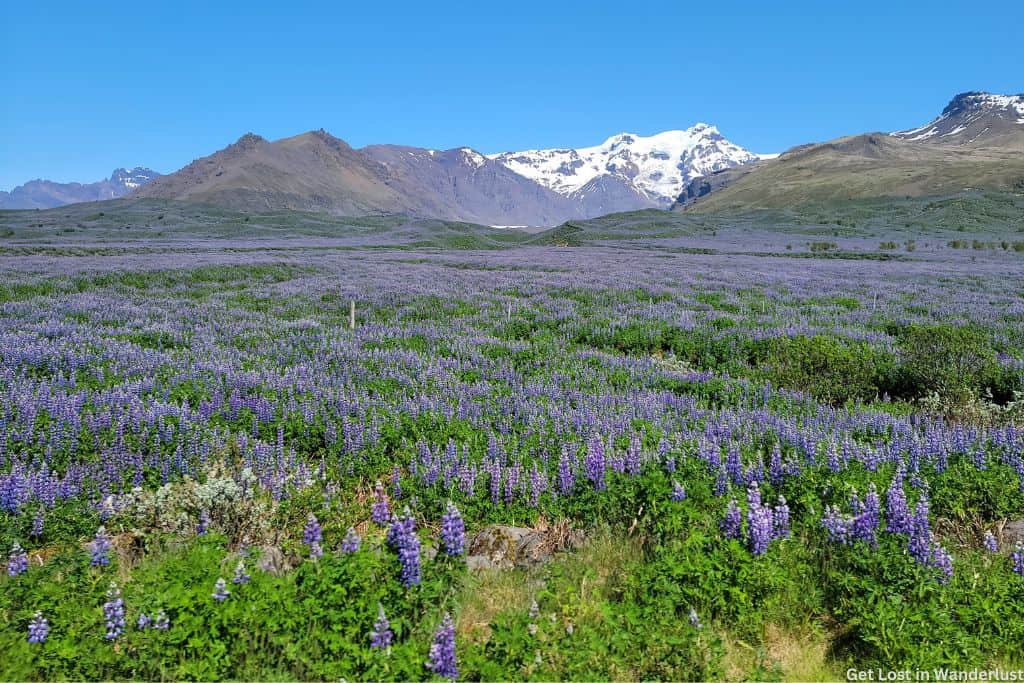 Fields of purple Lupine flowers with snow capped mountains in the background.