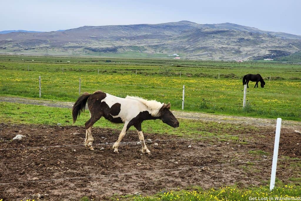 Two Icelandic horses grazing in a field with mountains in the background.