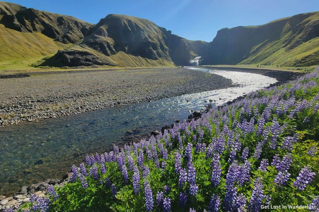 A small stream leading up to Stjórnarfoss waterfall in the distance. The stream is lined with purple Lupine flowers on one side and green mountains.