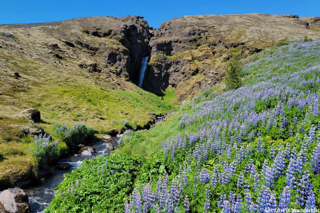 Hidden waterfall surrounded by a cliff, with beautiful Lupine flowers blooming in front.