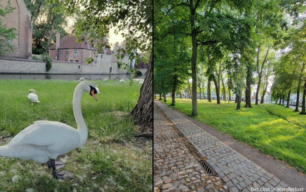 Minnewater Park featuring the beautiful Swans
