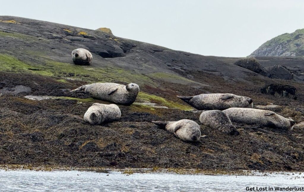 Seals resting on the shore, as seen from the boat ride to Loch Coriusk.