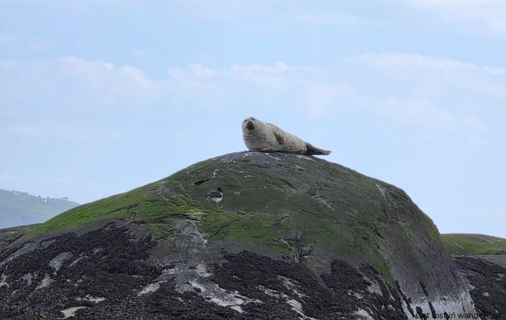 A seal laying on top of a rock near Loch Coruisk