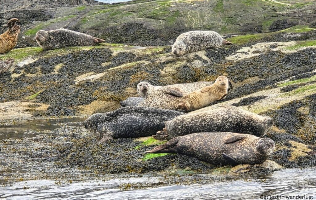 Seals up close