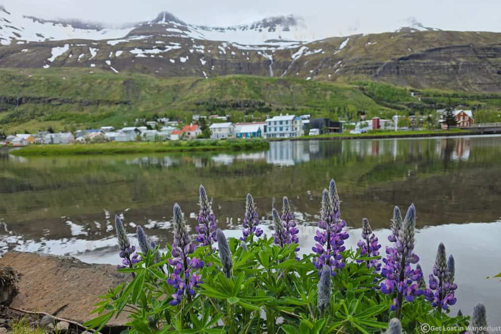 Harbor view with purple lupine flowers and the town of Seyðisfjörður in the distance, one of the best places to stay in East Iceland.