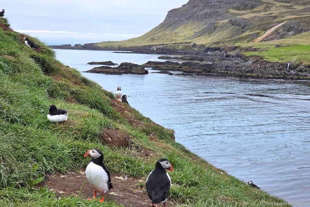 Puffins on up close on a cliff at Borgarfjörður Eystri, one of the best places to see Puffins in Iceland.