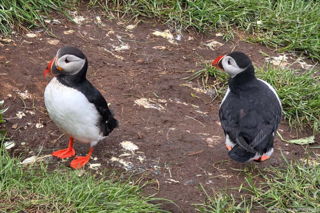 Two Puffins standing in the grass, in close proximity.