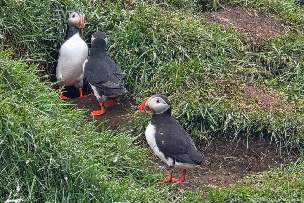 Three Puffins up close in East Iceland.