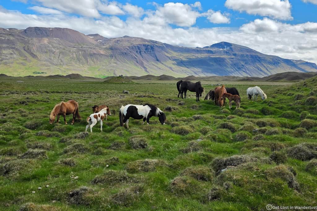 Icelandic horses grazing in a pasture with mountains in the distance.