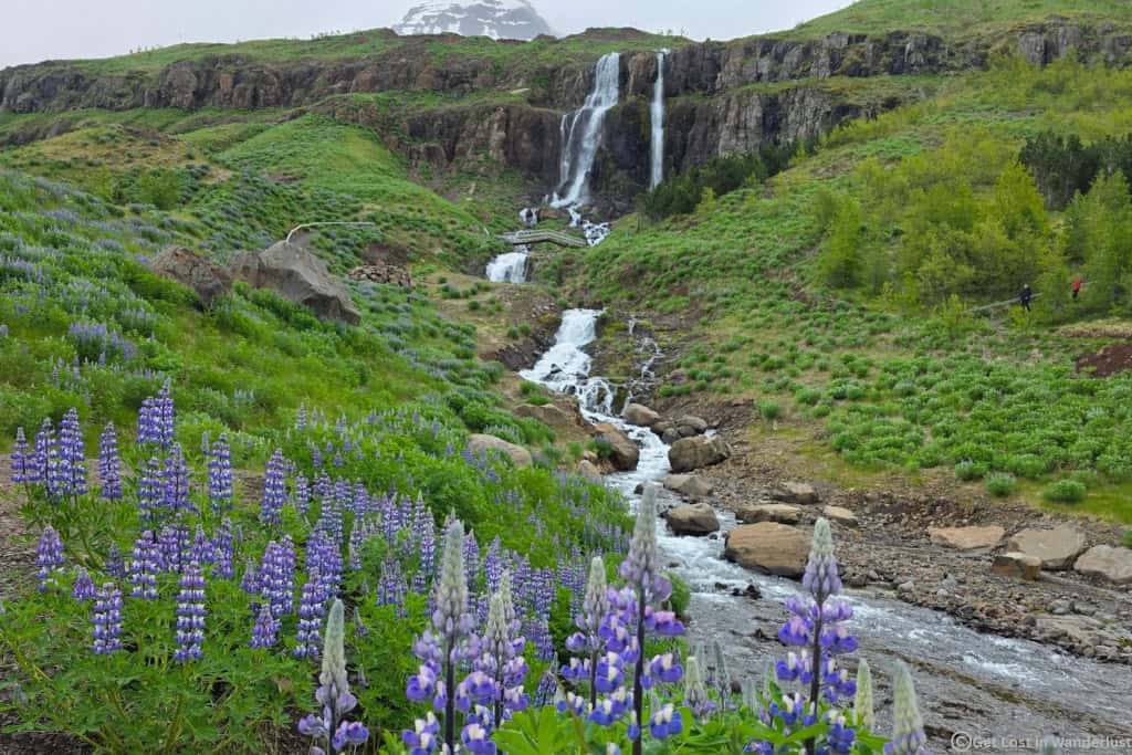 Icelandic waterfall with purple lupine flowers.